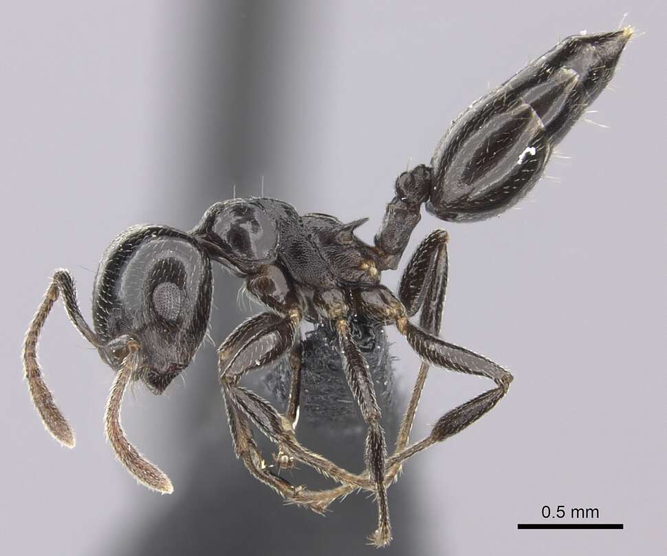 Image of Crematogaster degeeri Forel 1886