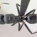 Image de Camponotus mocquerysi Emery 1899