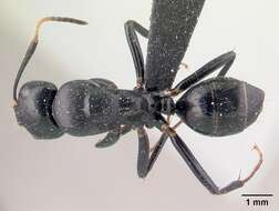 Imagem de Camponotus mocquerysi Emery 1899