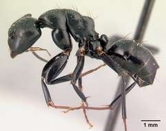 Imagem de Camponotus mocquerysi Emery 1899