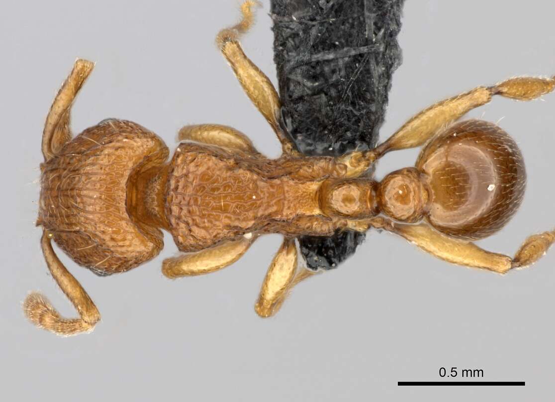 Image of Tetramorium cognatum Bolton 1979