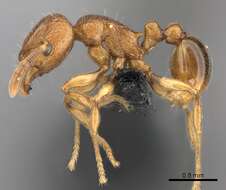 Image of Tetramorium cognatum Bolton 1979