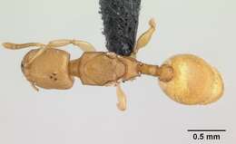 Image of Nesomyrmex reticulatus