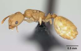 Image of Nesomyrmex reticulatus