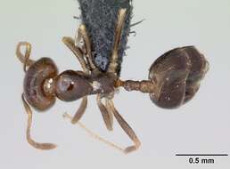 Image of Trichomyrmex destructor