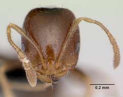 Image of Trichomyrmex destructor