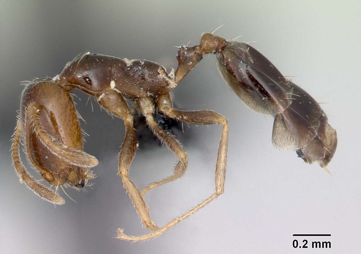 Image of Trichomyrmex destructor