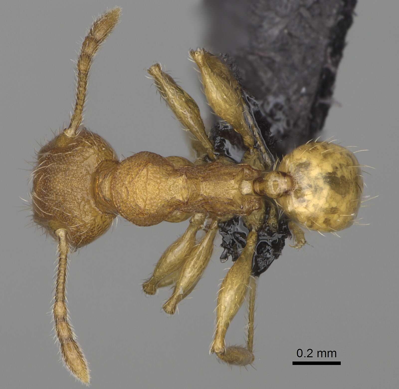 Image of Pheidole annemariae Forel 1918