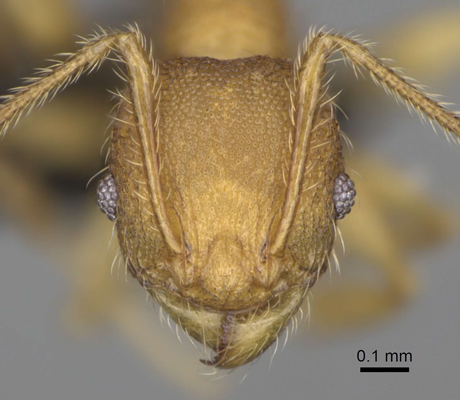 Image of Pheidole annemariae Forel 1918