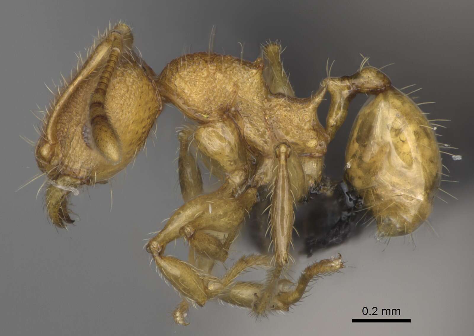 Image of Pheidole annemariae Forel 1918