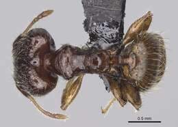 Image of Pheidole annemariae Forel 1918