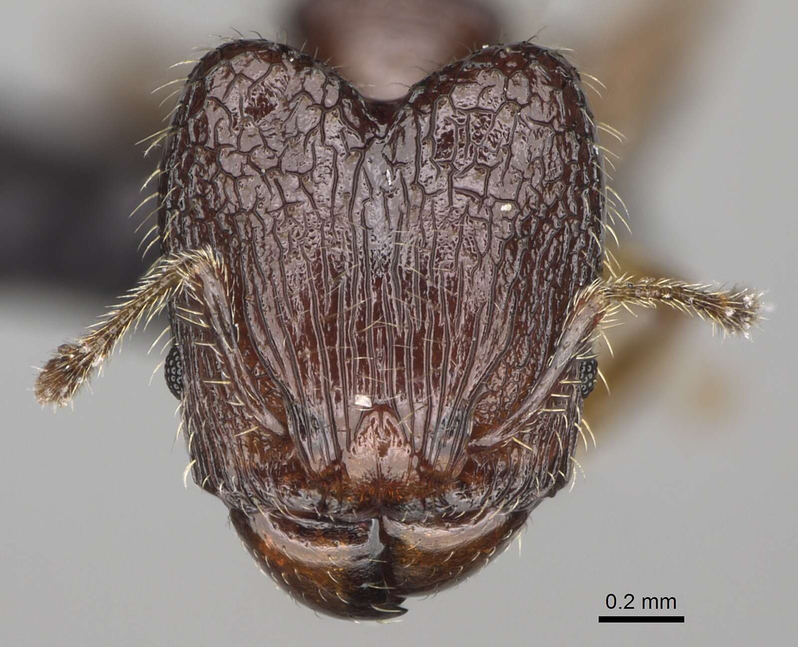 Image of Pheidole annemariae Forel 1918