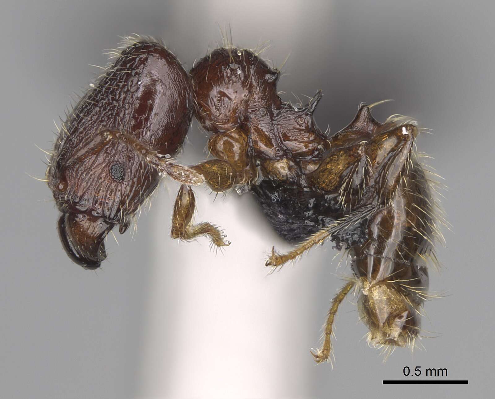 Image of Pheidole annemariae Forel 1918