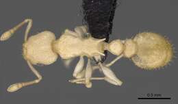 Image of <i>Nesomyrmex exiguus</i>