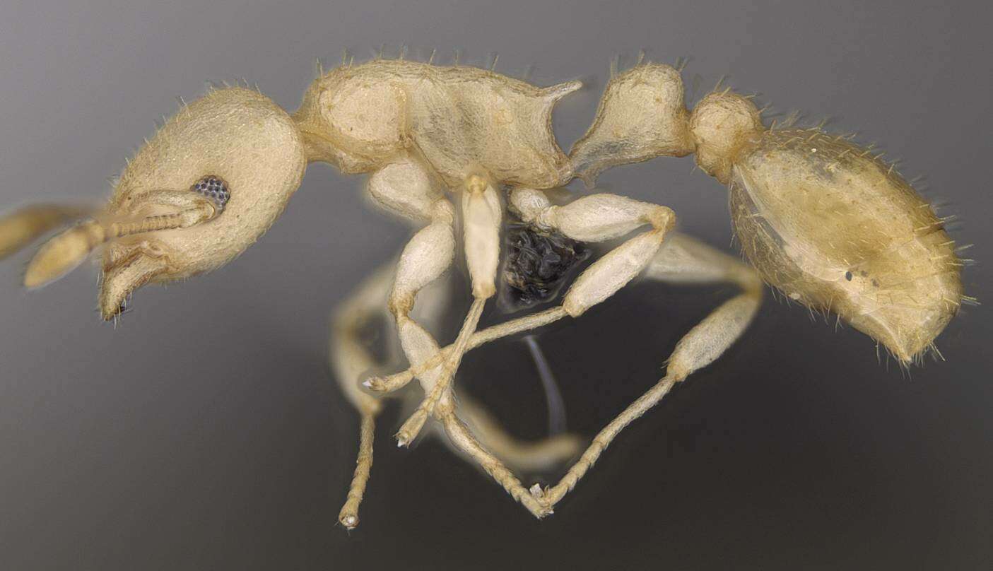 Image of <i>Nesomyrmex exiguus</i>