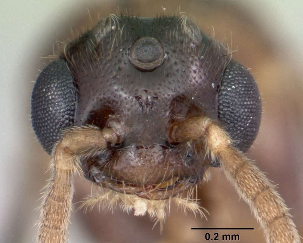 Image of Adetomyrma