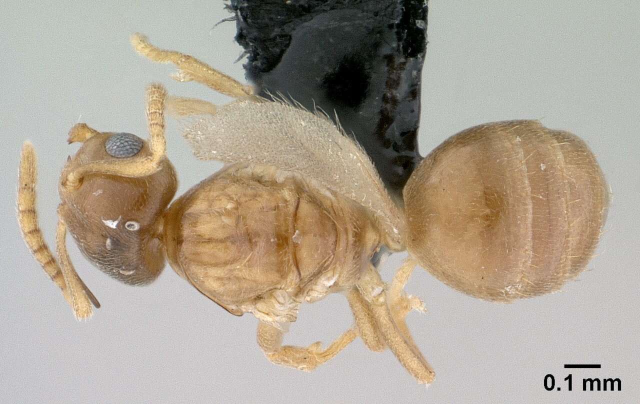 Image of Brachymyrmex depilis Emery 1893