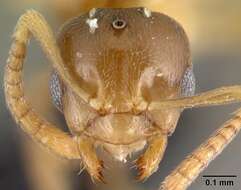 Image of Brachymyrmex depilis Emery 1893