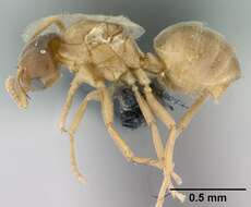 Image of Brachymyrmex depilis Emery 1893