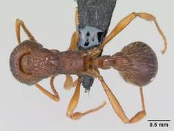 Imagem de Myrmica