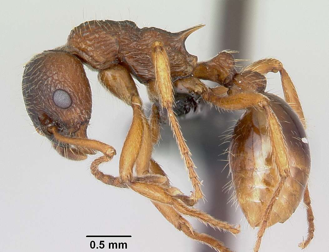 Imagem de Myrmica