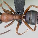 Plancia ëd Camponotus dalmaticus (Nylander 1849)