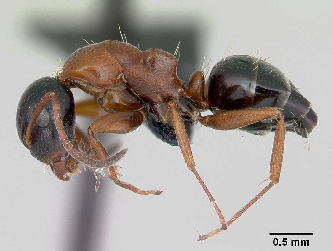 Plancia ëd Camponotus dalmaticus (Nylander 1849)