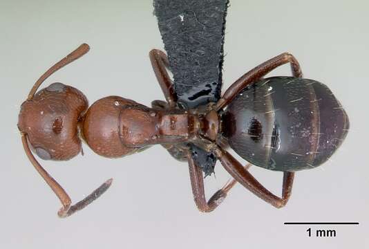 Image of Camponotus lateralis (Olivier 1792)