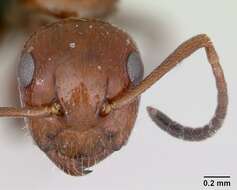 Image of Camponotus lateralis (Olivier 1792)