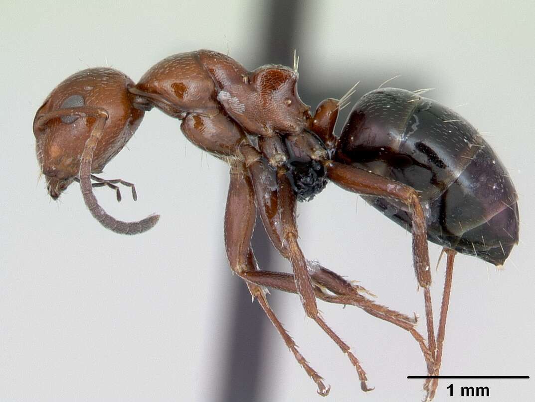 Image of Camponotus lateralis (Olivier 1792)