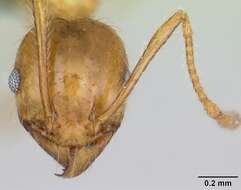 Image of Pheidole pallidula (Nylander 1849)