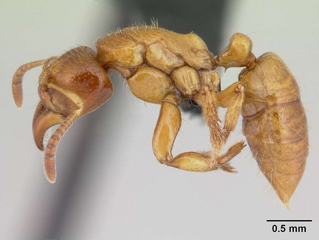 Image of <i>Centromyrmex ereptor</i>