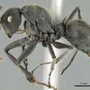 Image of <i>Polyrhachis submarginata</i>