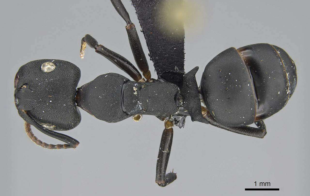 Image of <i>Camponotus aberrans</i> Mayr