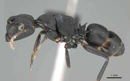 Image of <i>Camponotus aberrans</i> Mayr