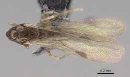 Image of Dolioponera