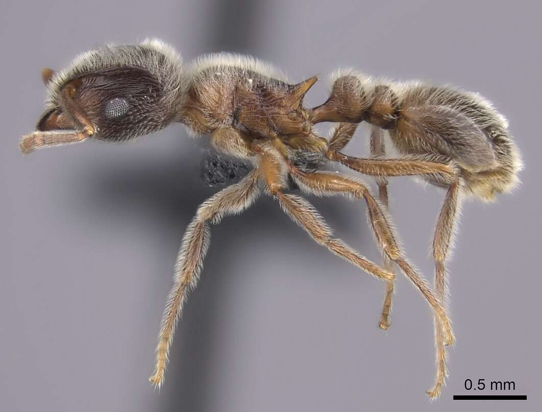 Image of Tetramorium gabonense (Andre 1892)