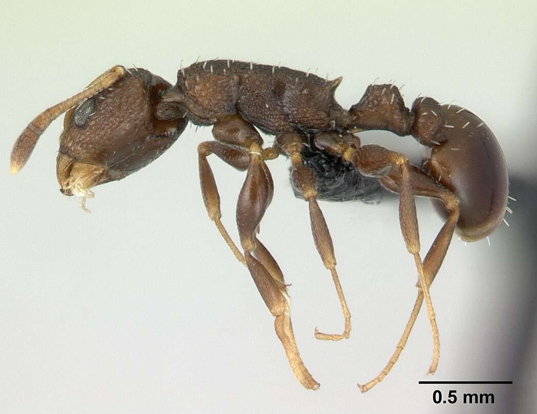 Image of Nesomyrmex grisoni