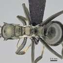 Image of Polyrhachis decellei Bolton 1973