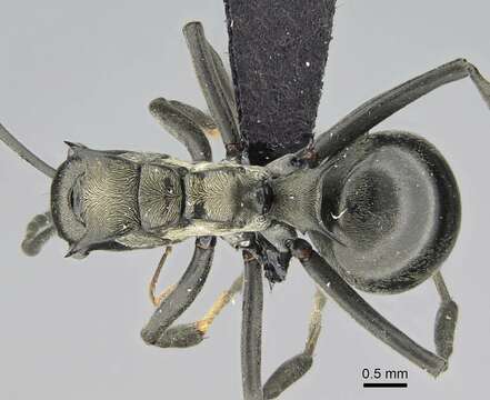 Plancia ëd Polyrhachis decellei Bolton 1973