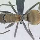 Imagem de Polyrhachis militaris (Fabricius 1782)