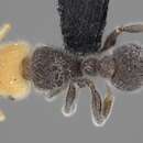 Image of Tetramorium pulcherrimum (Donisthorpe 1945)