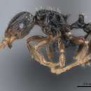 Image of Tetramorium renae