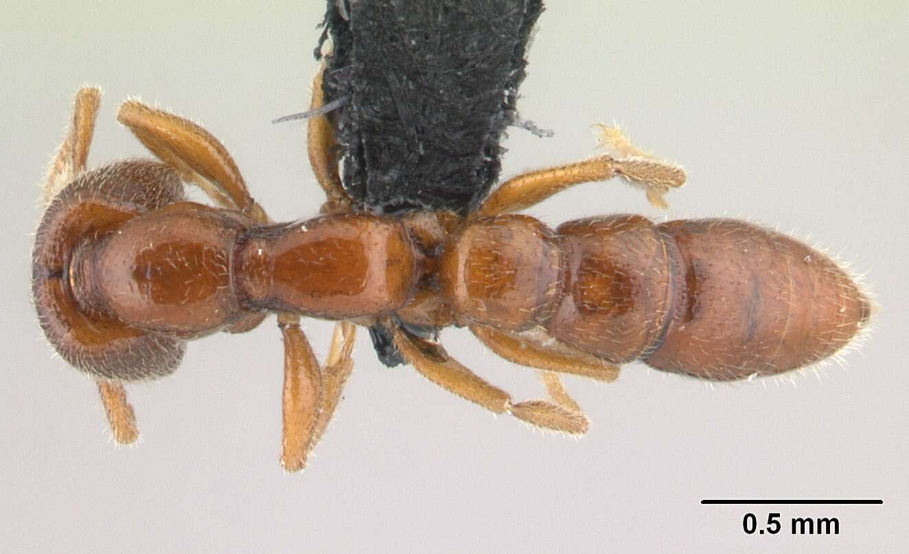 Image of Stigmatomma santschii