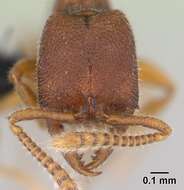 Image of Stigmatomma santschii