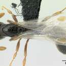 Image of <i>Parasyscia imerinensis</i> Forel 1891