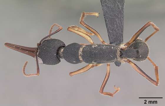 Harpegnathos venator (Smith 1858) resmi