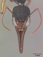 Harpegnathos venator (Smith 1858) resmi