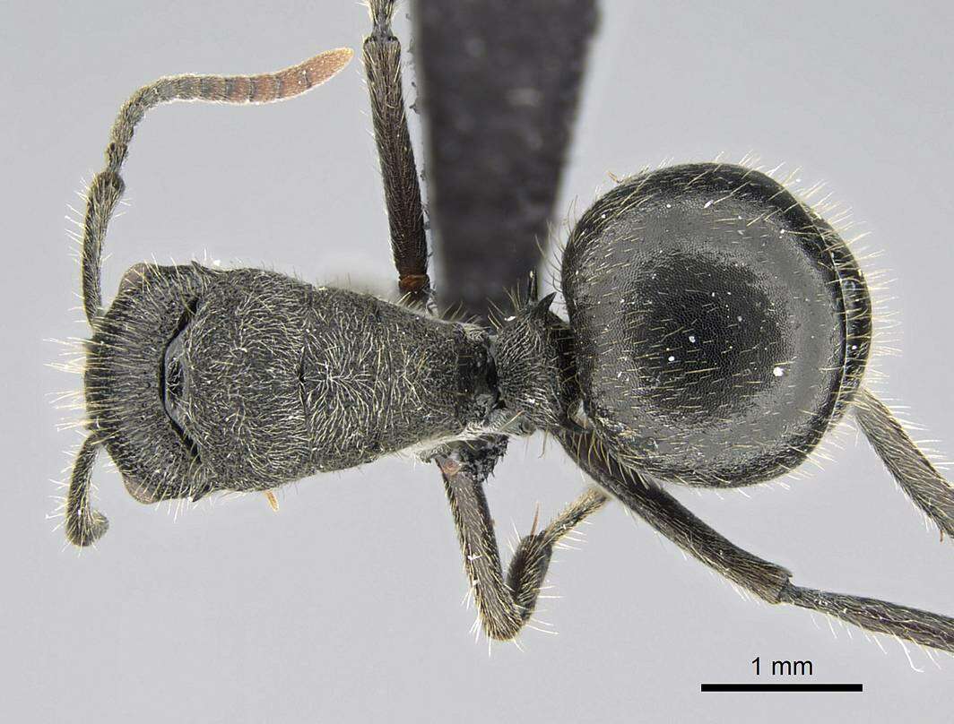 Image of Polyrhachis weissi Santschi 1910