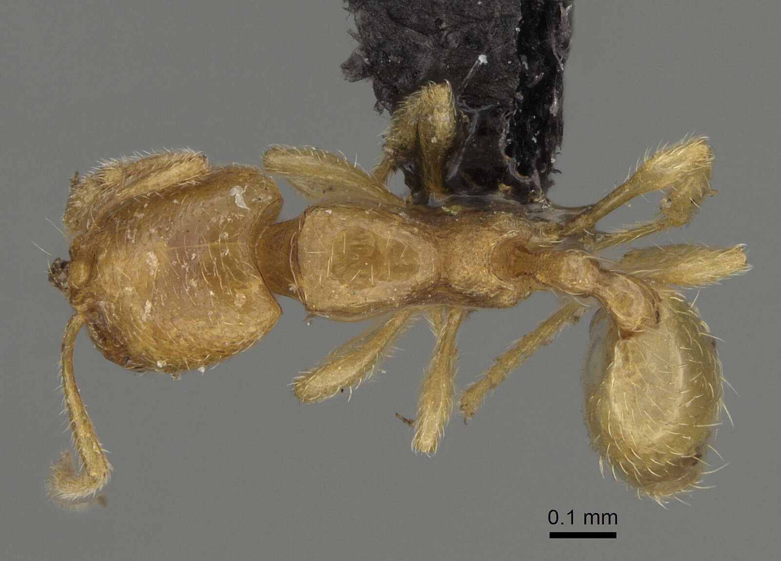 Image of <i>Carebara perpusilla</i>